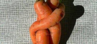 Carrot+love.