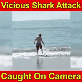 Beware+the+sharks.