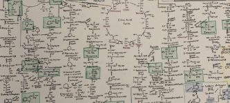 Hand+drawn+chart+of+all+the+metabolic+pathways+in+the+body.