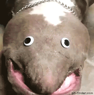 Wishing+my+dog+slept+on+her+back+just+so+I+could+do+this