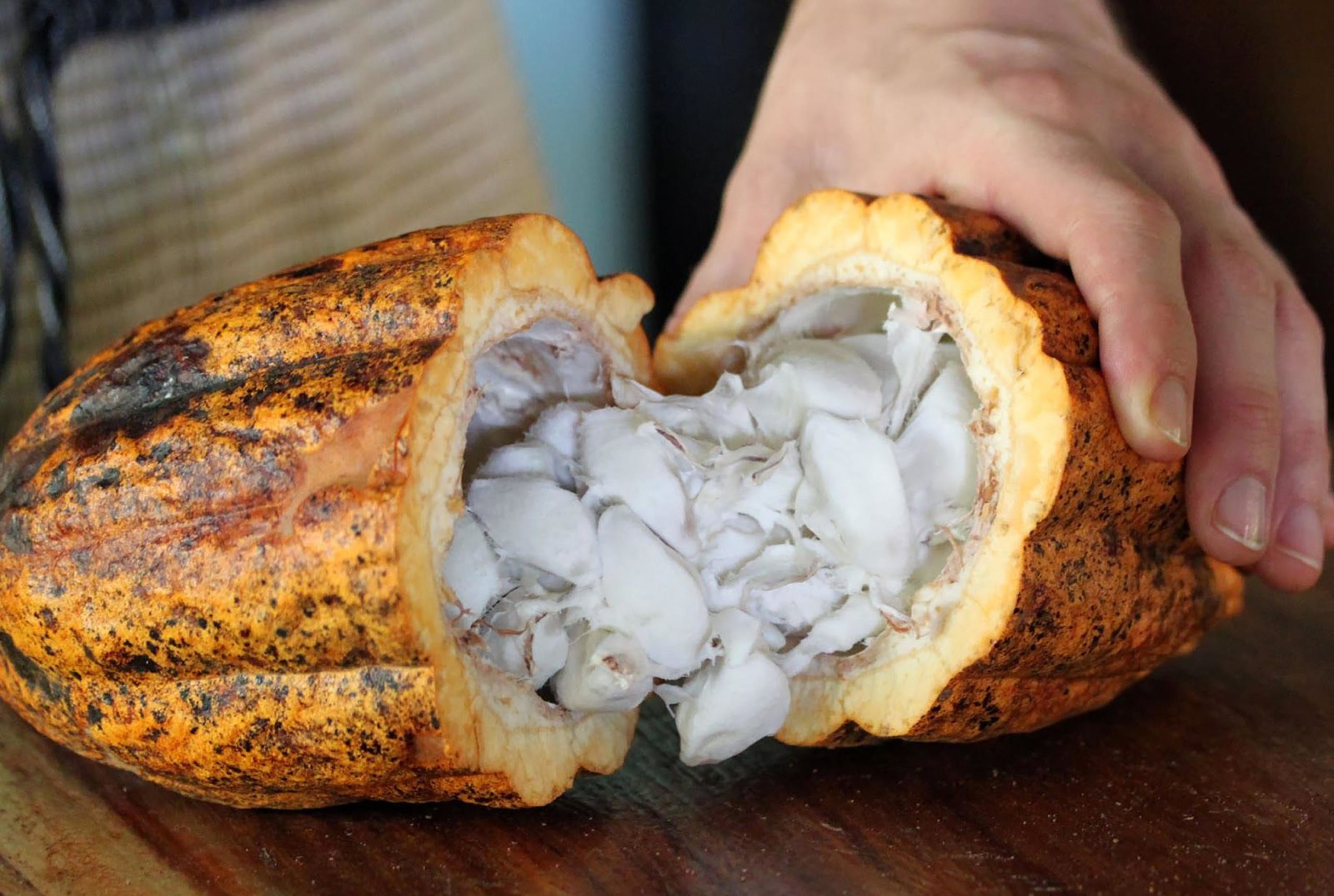 This+is+where+our+chocolate+comes+from%26%238230%3B+raw+cacao+beans+in+their+pod.