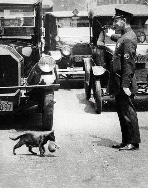 Policeman+stopping+traffic+to+let+a+mama+cat+with+her+kitten+cross+the+road+in+year+1923