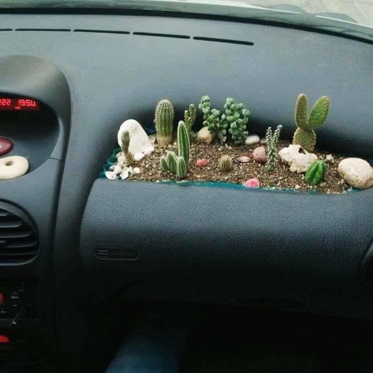 Weaponized+airbags+OR+This+airbag+succulents.