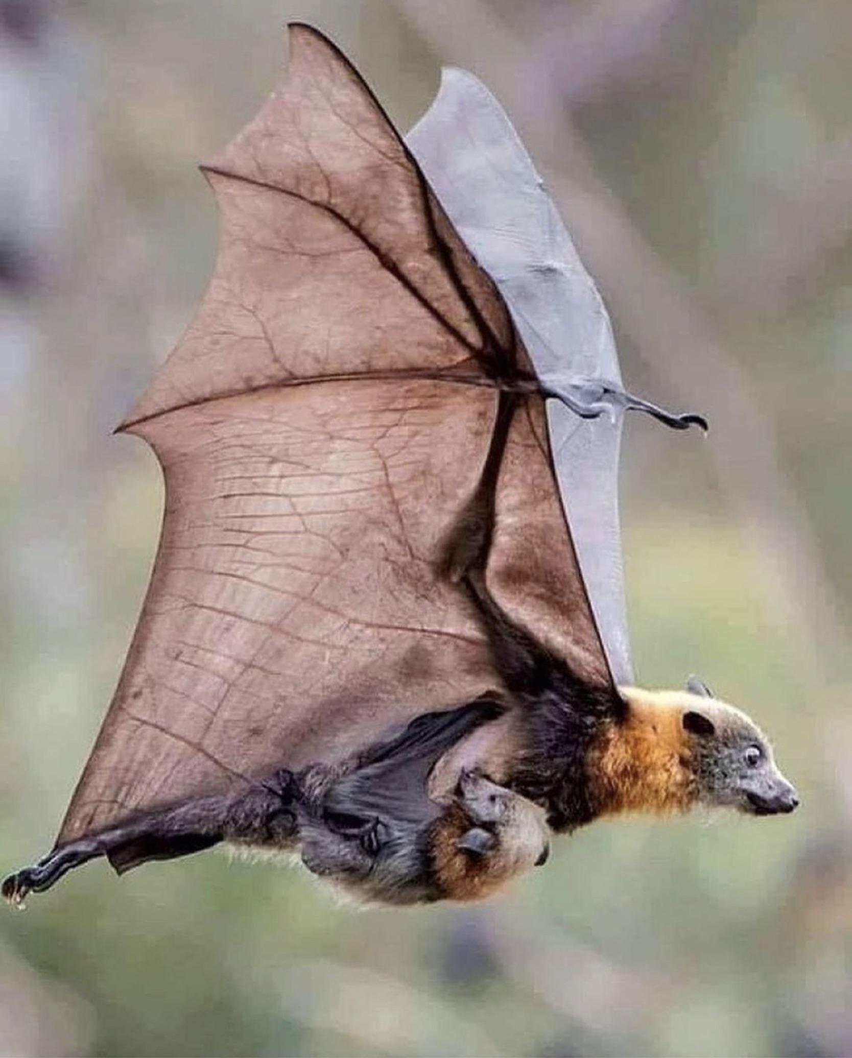 Mother+bat+with+its+baby