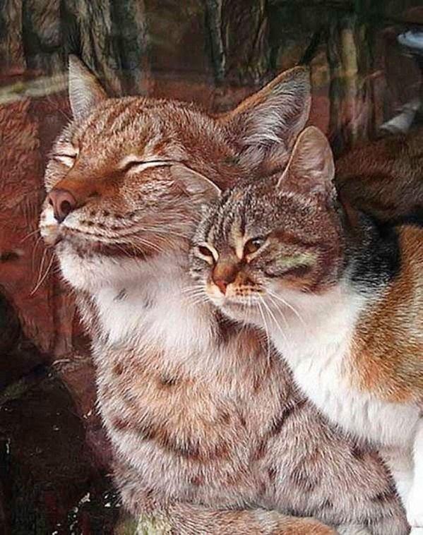 In+a+Russian+zoo%2C+a+cat+snuck+into+a+lynx%26%238217%3Bs+habitat.+They+have+been+best+friends+since.