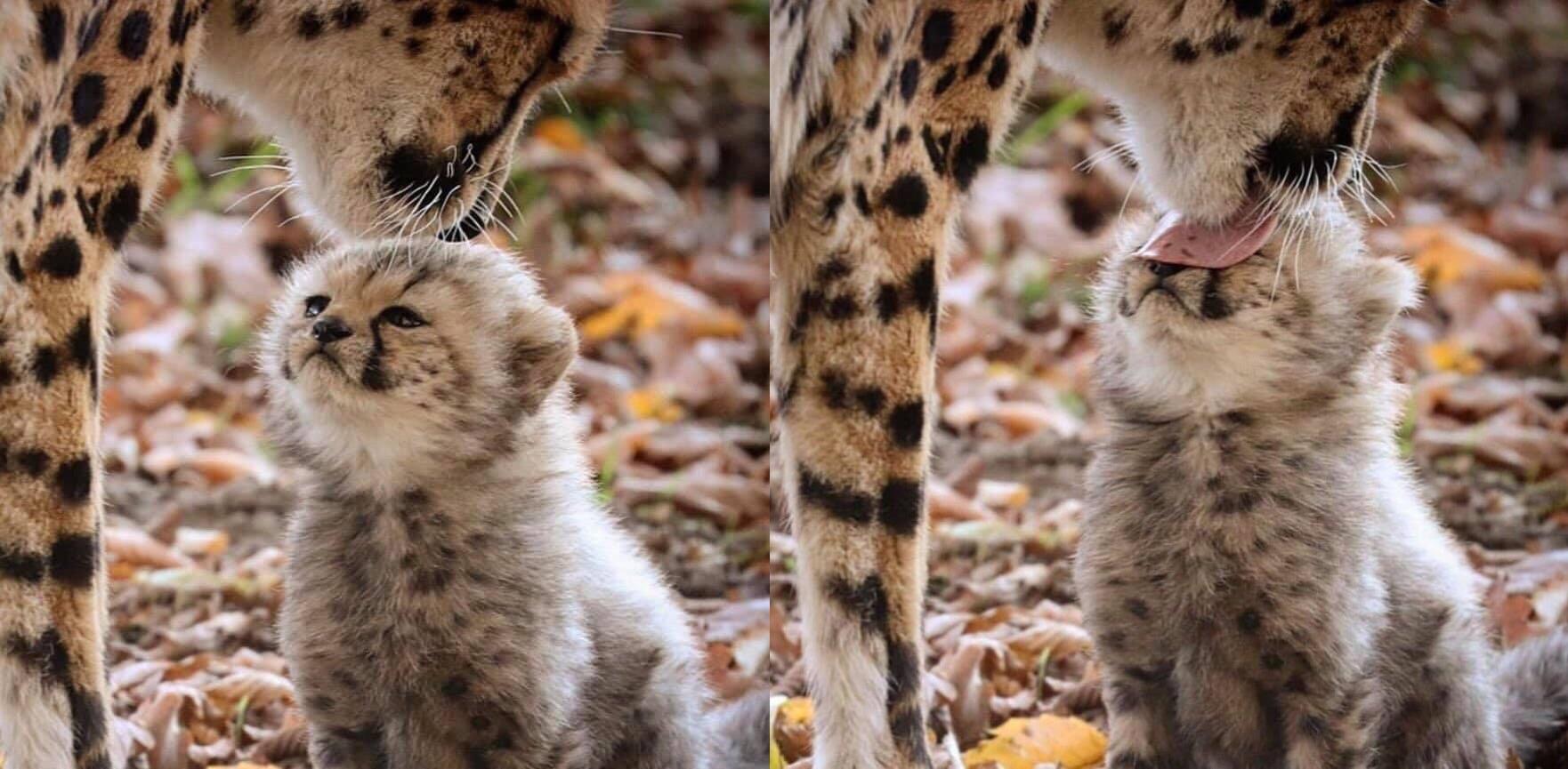 Cleanse+me%2C+Mother