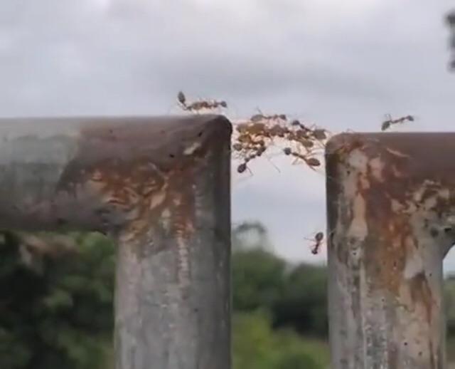 Ant%26%238217%3Bs+are+hive+mind.