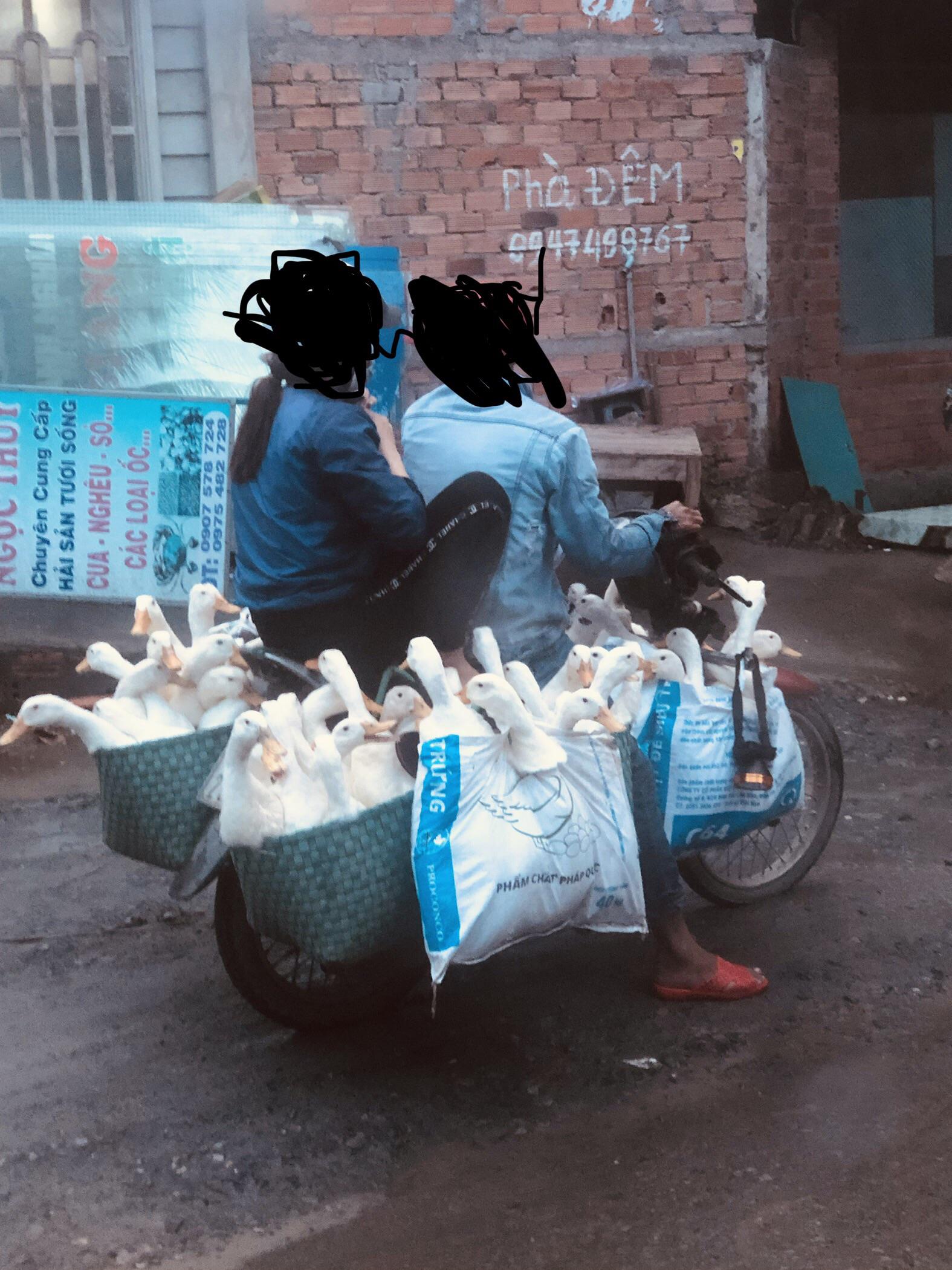 Duck%2C+duck%2C+goes.