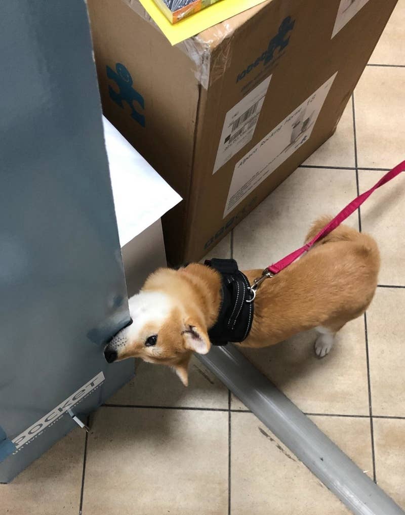 Doge+is+many+differen