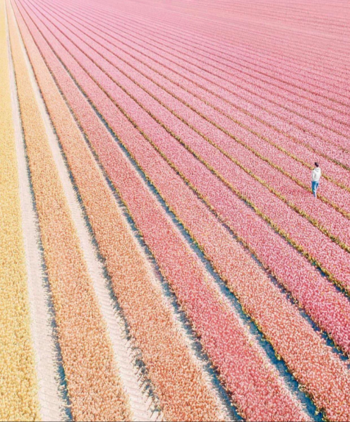 Tulip+Field+in+the+Netherlands