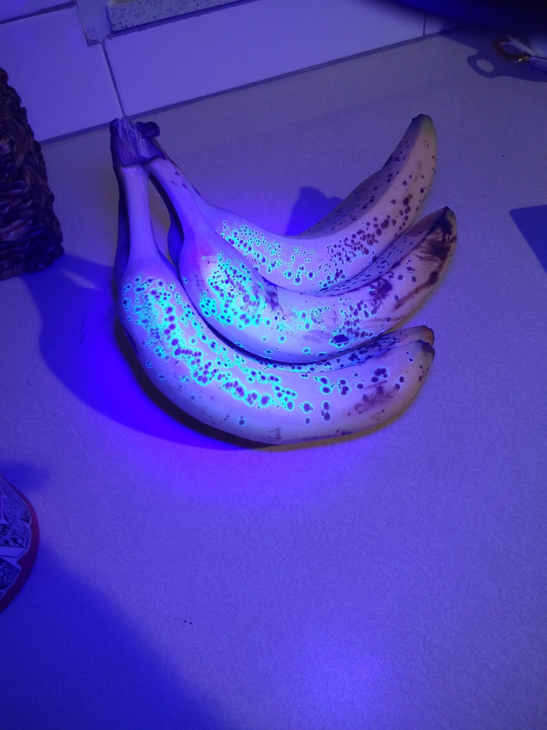 The+areas+around+the+brown+spots+on+bananas+glow+brightly+when+you+shine+a+black+light+on+them%2C+BTW.