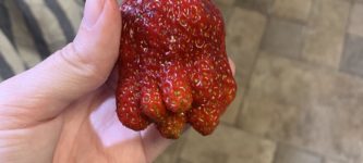 Cthulhberry