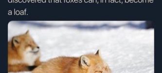 Fox+loaves.