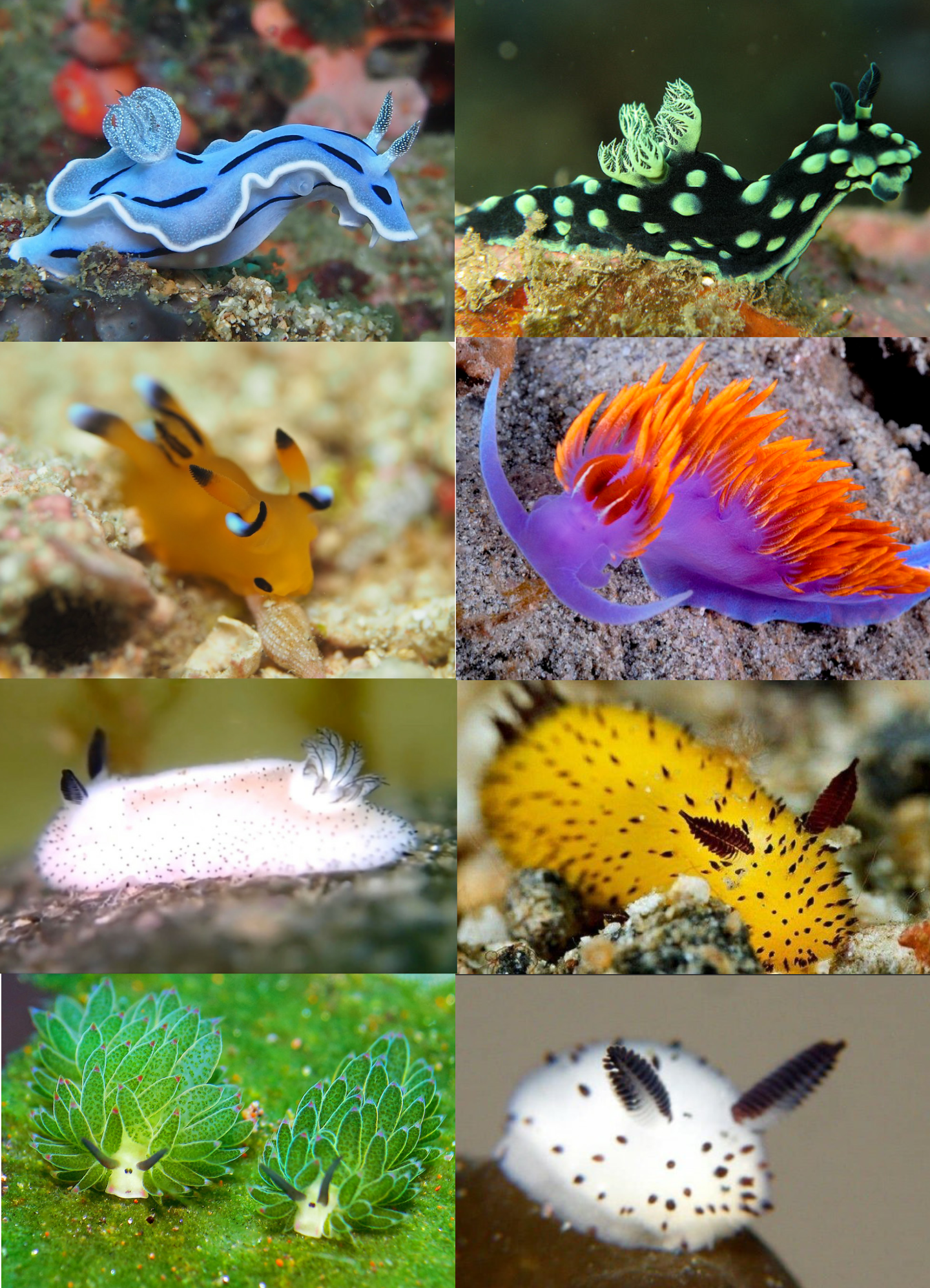 Ocean+slugs+are+better+than+dirt+slugs.