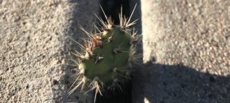 This+tiny+cactus+growing+in+a+sidewalk+crack.+Mesa%2C+AZ.