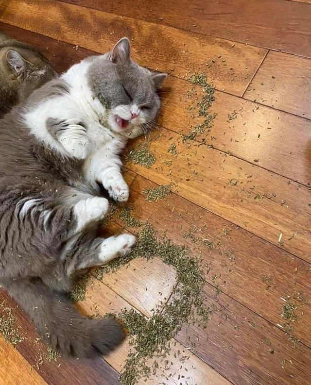 Bobby+has+had+a+good+day.