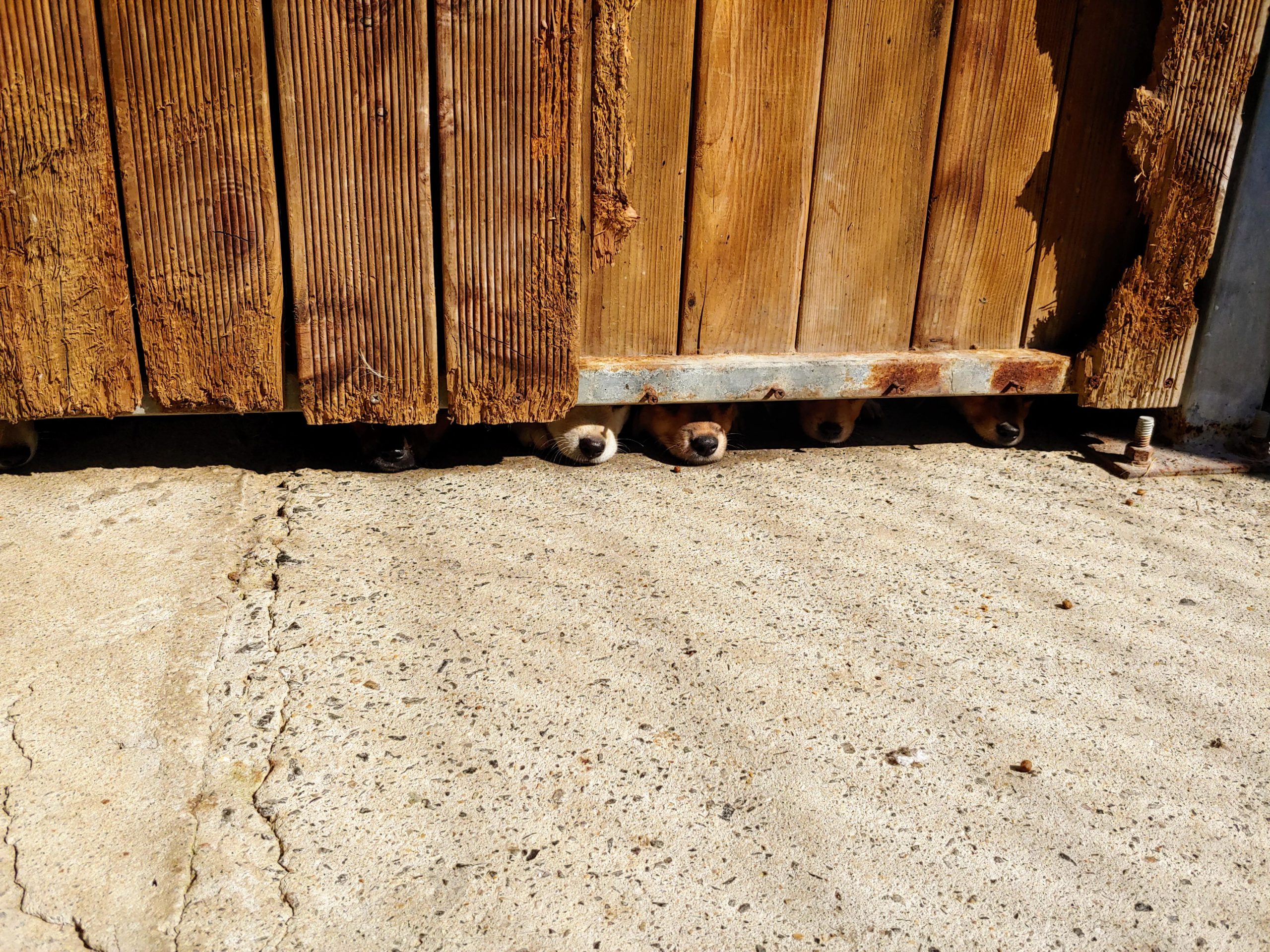 There+are+some+dogs+who+would+like+to+meet+you%26%238230%3B