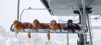 Ski+Patrol+Rescue+Doggos+Ready+For+Deployment