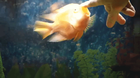 Fish+are+friends%2C+not+food.