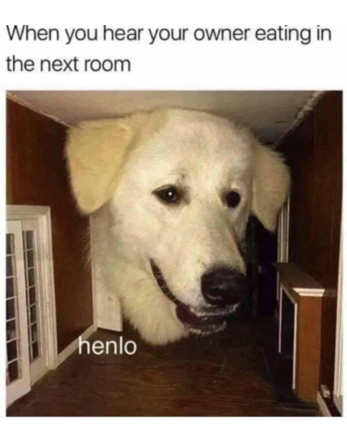 Henlo+good+fren