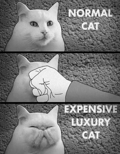 Expensive+cats