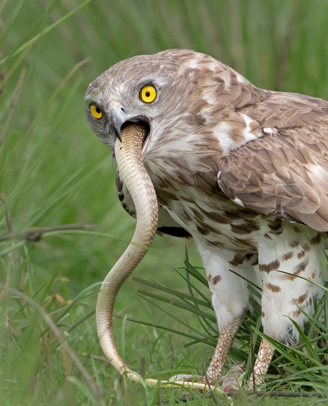 An+eagle+eating+a+snake
