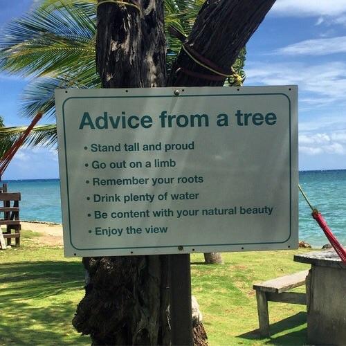 Advice+from+a+tree