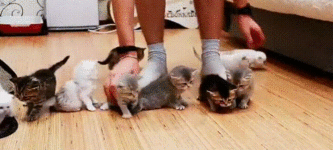Herding+Kittens