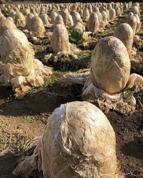 This+cabbage+field+in+Japan+looks+like+a+xenomorph+hatchery%26%238230%3B