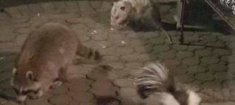 Opossum%2C+I+chose+you%21