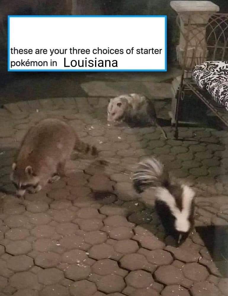 Opossum%2C+I+chose+you%21