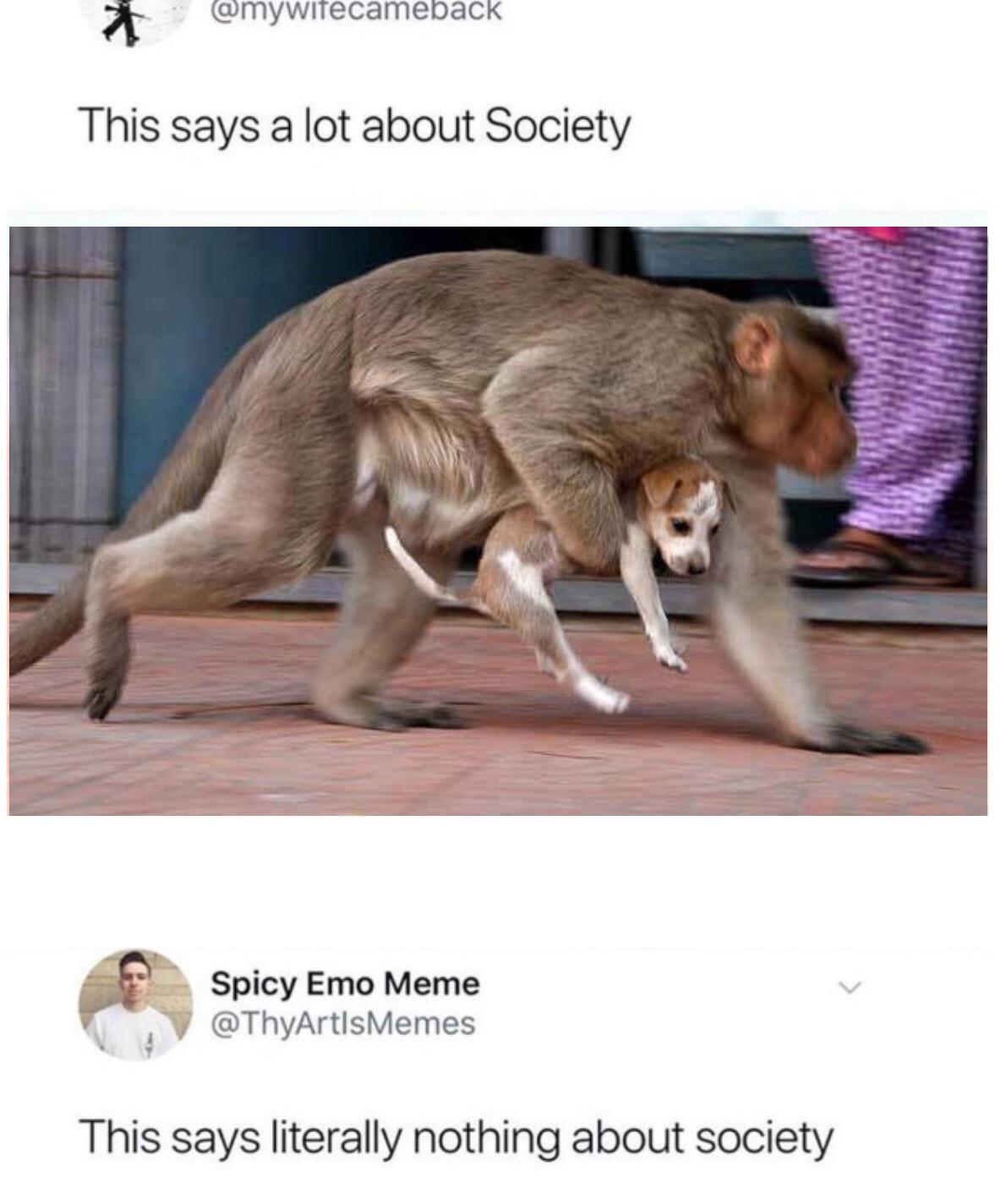 Monkey%26%238217%3Bs+love+the+pupper.