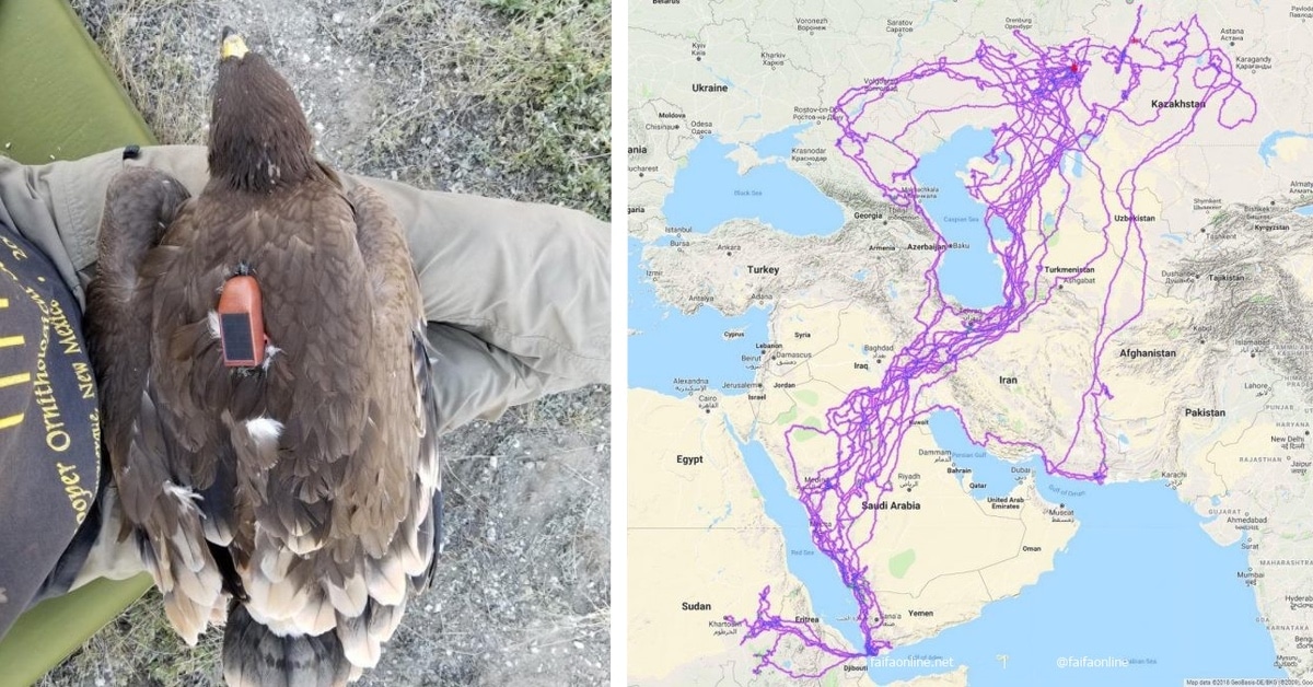 This+map+of+an+eagle%26%238217%3Bs+migration+over+20+years