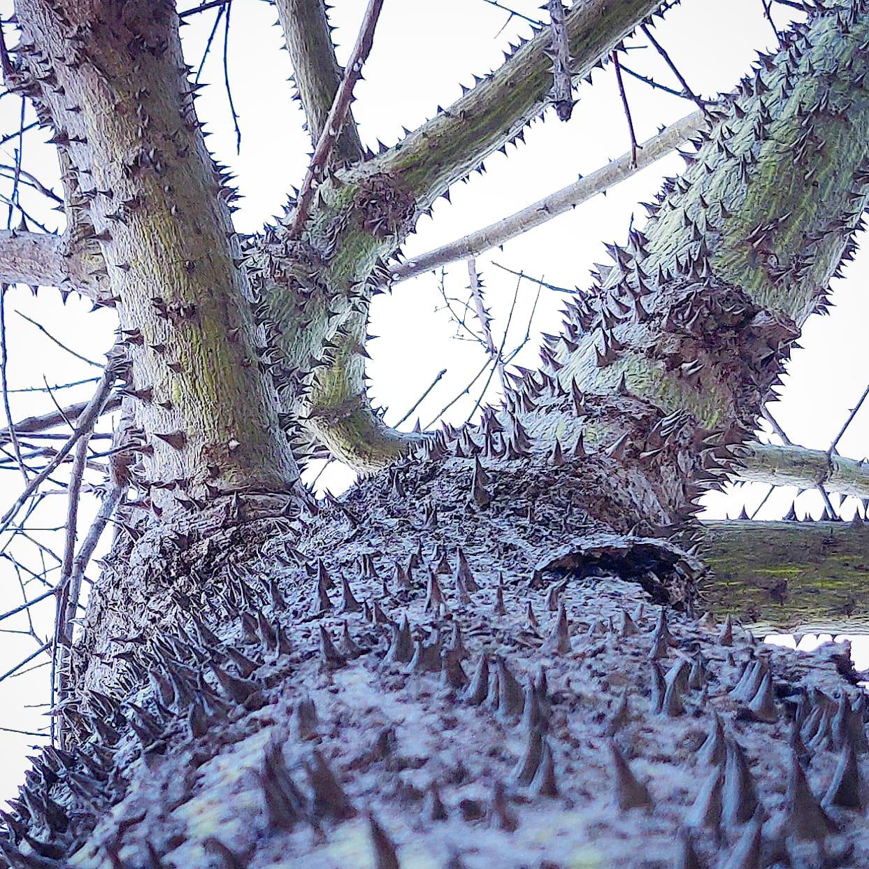 Ah+Jess%26%238230%3B+the+murder+tree.