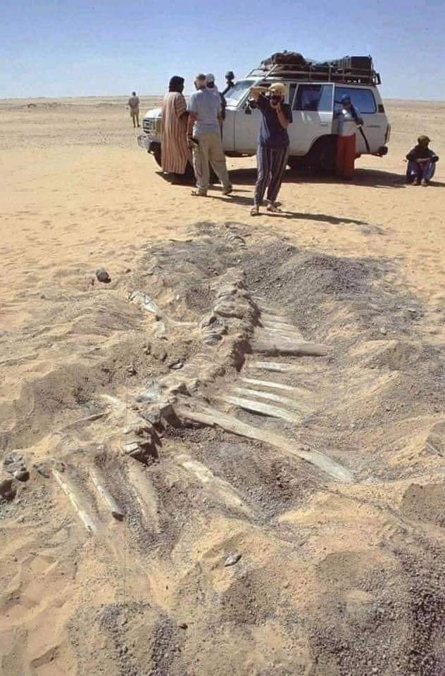 a+dinosaur+fossil++along+the+road+to+Ilizi%2C+Algeria