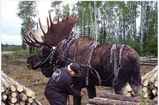 Canadians+ride+these+things+in+to+battle.