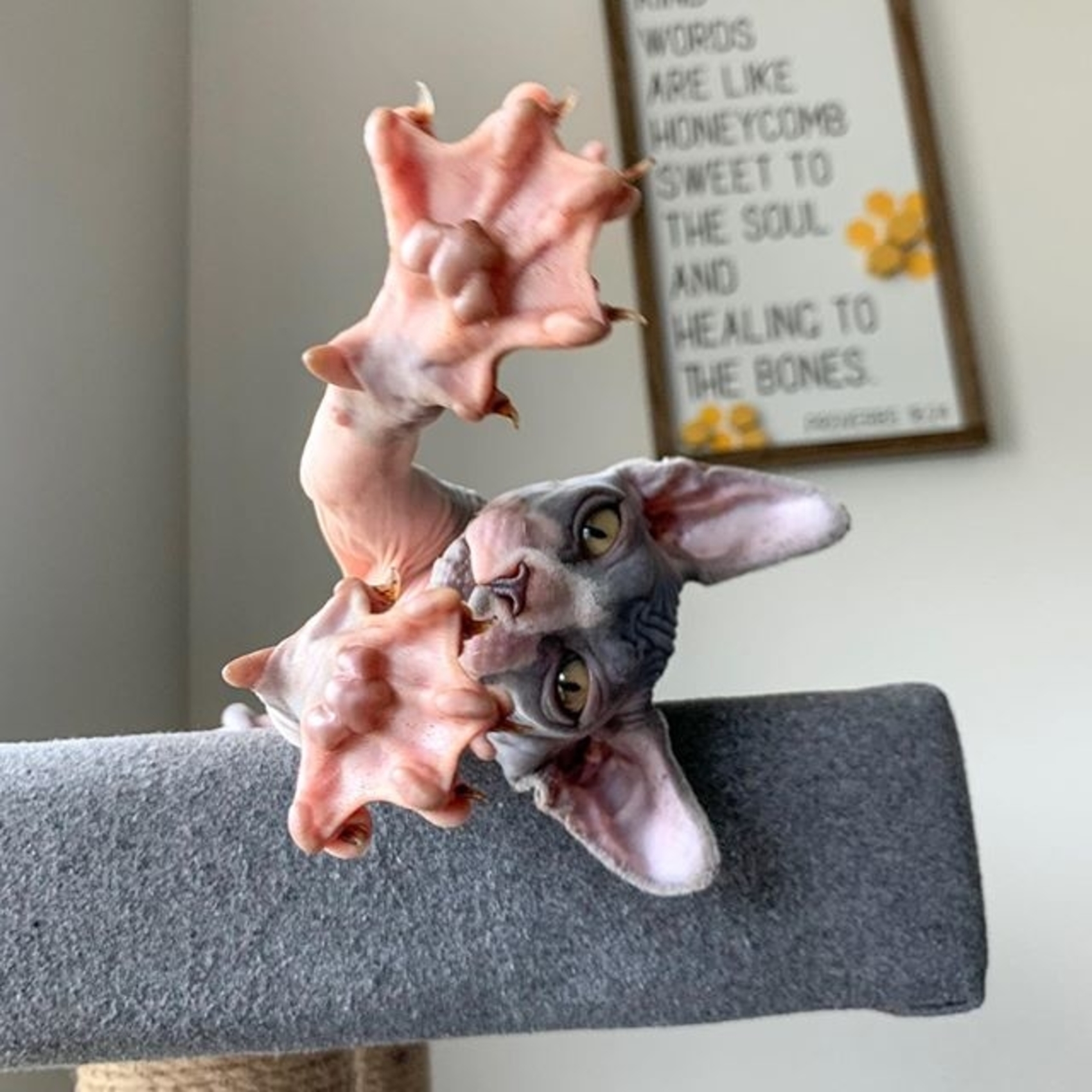 Cats+without+fur+are+closer+to+the+devil.