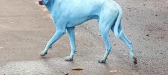 Blue+dogs+spotted+in+India+thought+by+locals+to+be+an+incarnation+of+Shiva%3B+experts+say+they+likely+swam+in+highly+polluted+water