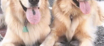 Synchronized+nose+lick.