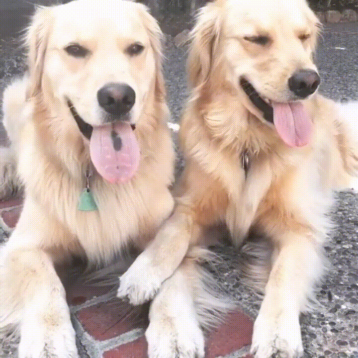 Synchronized+nose+lick.