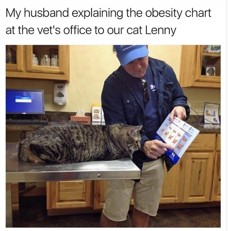 Obese+cat+reading+an+obesity+chart