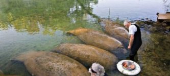 Manatees+are+big+on+snack+time%2C+apparently.