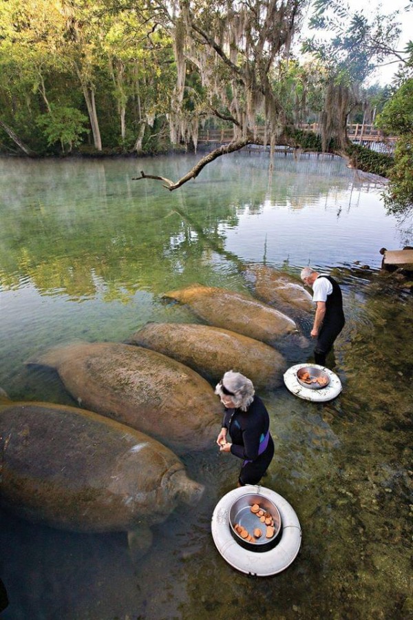 Manatees+are+big+on+snack+time%2C+apparently.