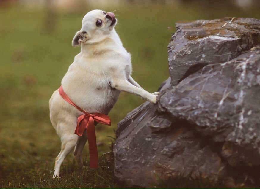 Pregnant+dog+got+its+own+photo+shoot.