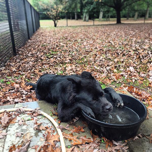 Too+many+zoomies+at+the+dog+park