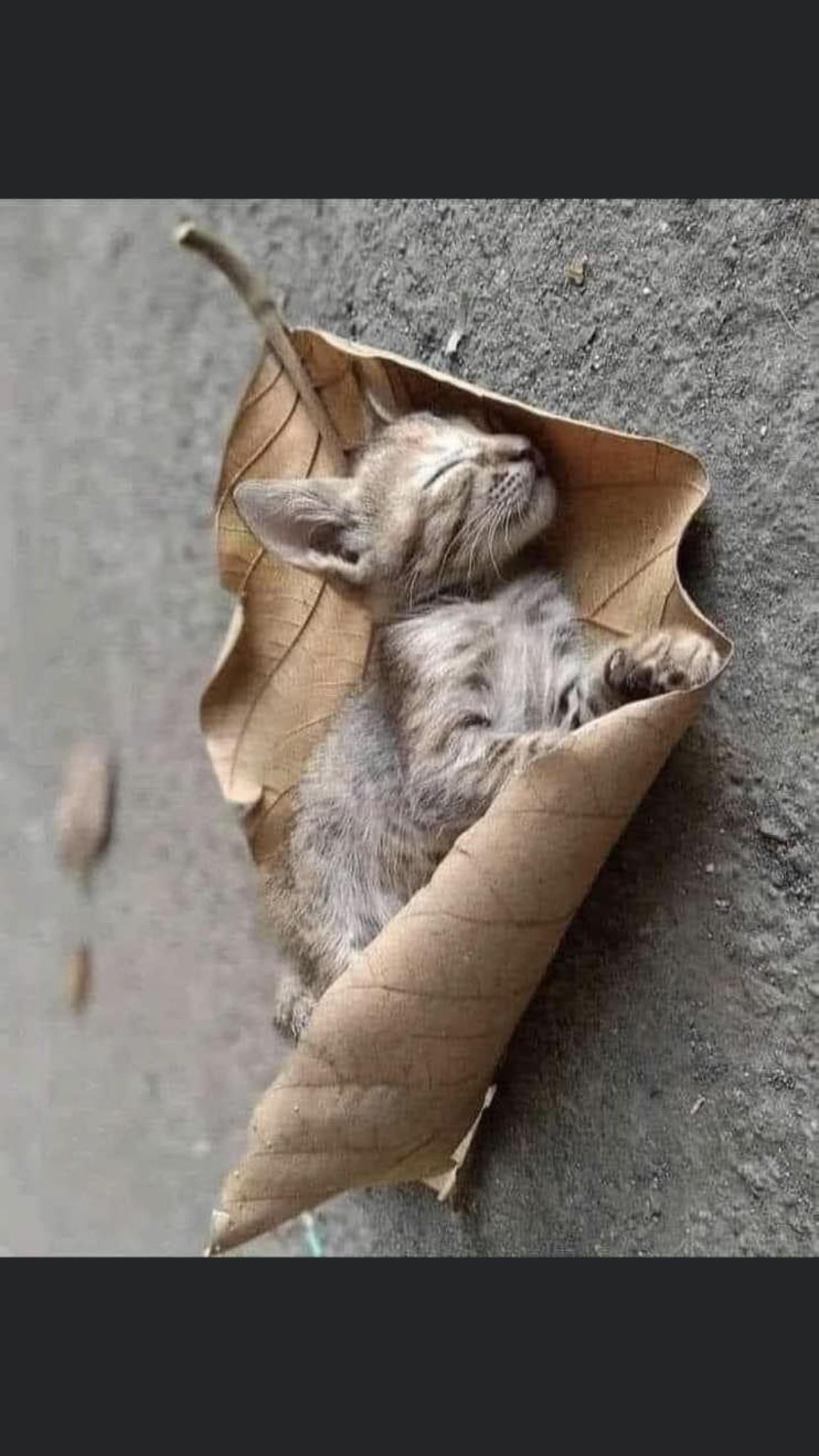 A+little+leaf+blanket