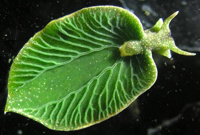 Elysia+chlorotica+is+a+sea+slug+that+photosynthesizes.