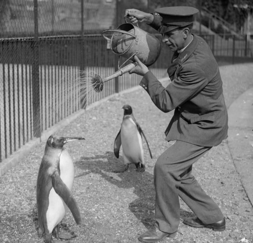 Penwangs+need+to+shower%2C+too.