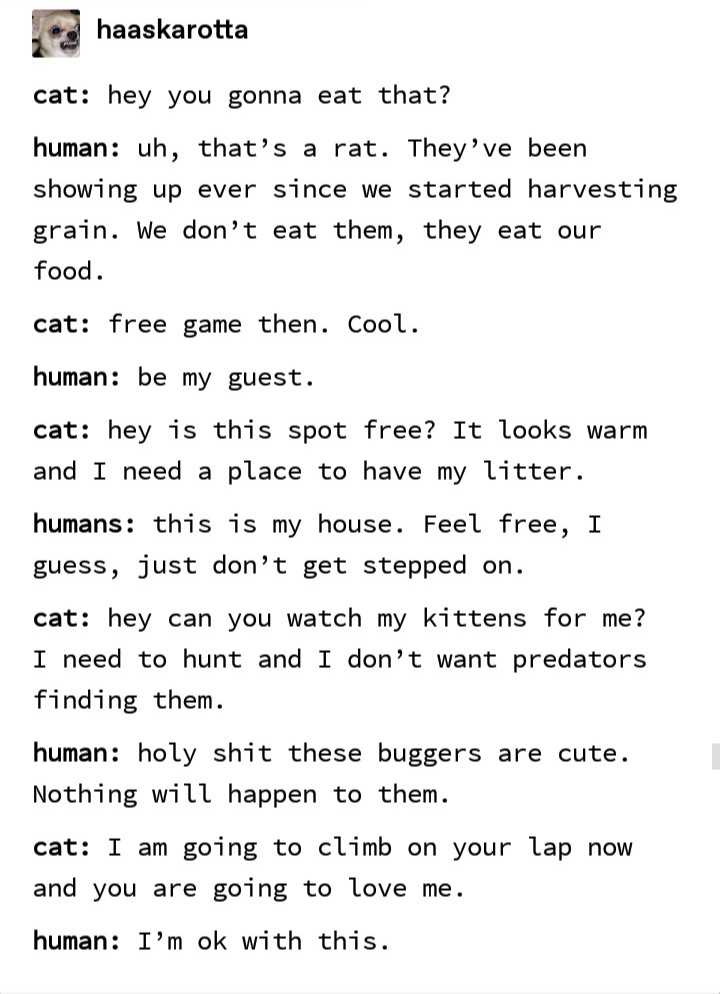 The+cat.+An+origin+story.