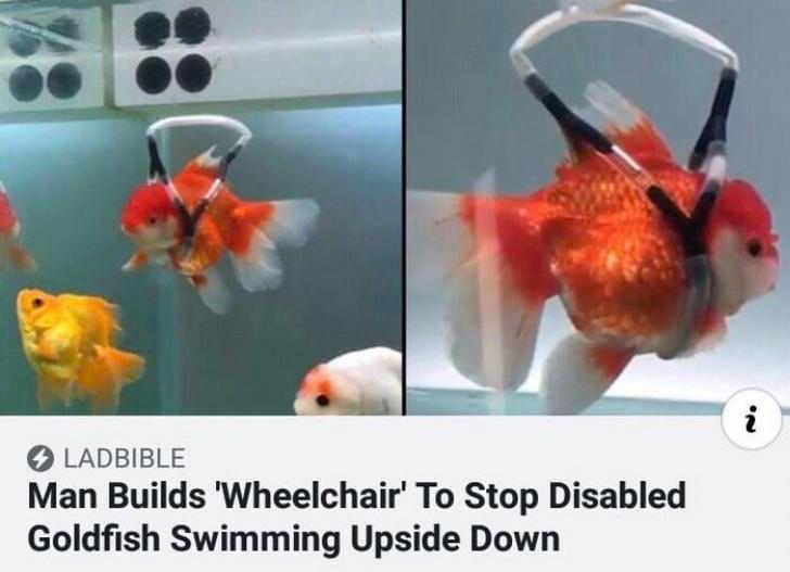 Fish+%28+%CB%8A%CC%B1%CB%82%CB%83%CB%8B%CC%B1+%29